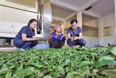  圖③：蒼梧法院六堡法庭法官深入茶企了解企業(yè)生產(chǎn)經(jīng)營(yíng)情況。