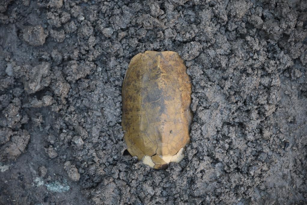 汶溪遺址出土的河姆渡文化早期完整龜甲。寧波市文化遺產(chǎn)管理研究院供圖