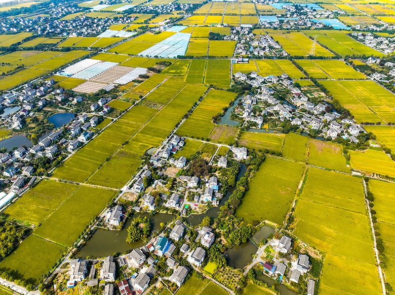2023年10月22日，浙江海寧市黃灣鎮(zhèn)，金秋時節(jié)，金黃色的稻田與美麗鄉(xiāng)村構(gòu)成一幅寧靜祥和的畫卷。