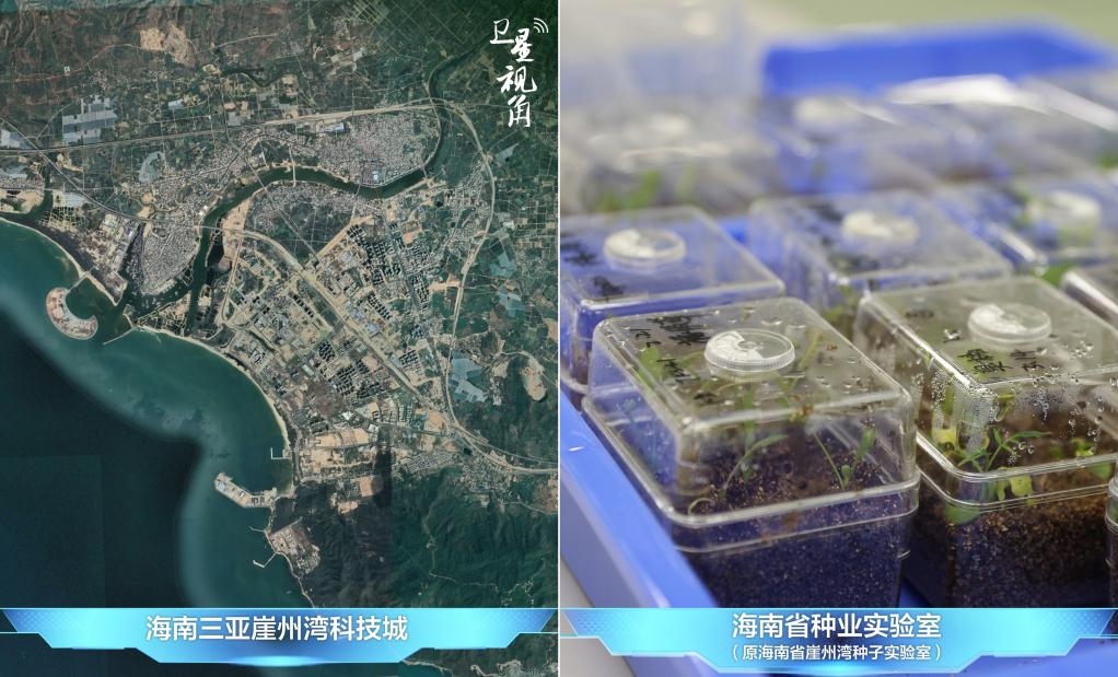 位于三亞崖州灣科技城的海南省種業(yè)實驗室（原海南省崖州灣種子實驗室）將形成輻射全國和“一帶一路”沿線國家的種子科學(xué)技術(shù)創(chuàng)新中心。