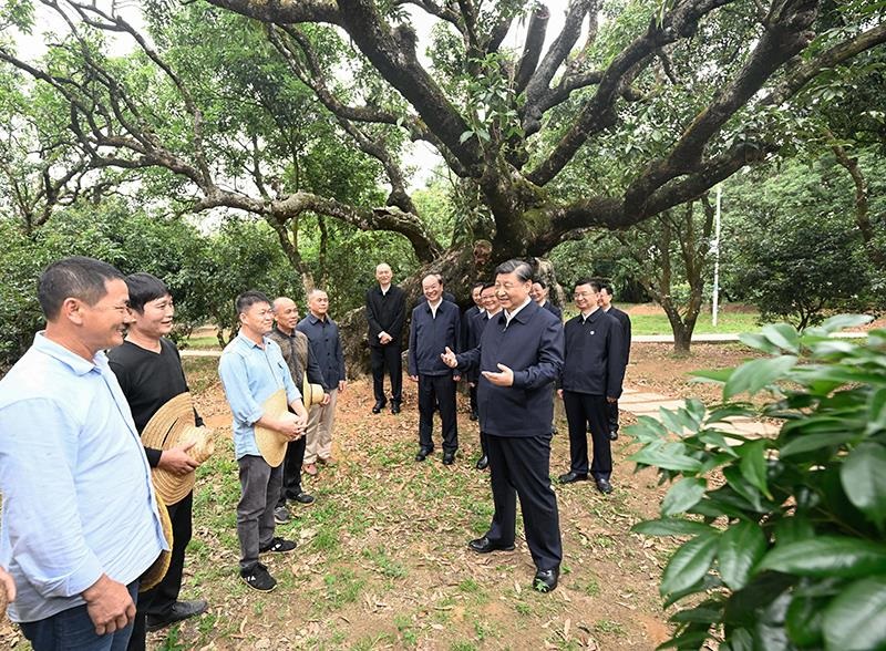 2023年4月11日，習近平總書記在廣東茂名柏橋村荔枝種植園，同現(xiàn)場技術人員親切交流。