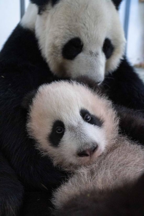  這是2023年12月21日在俄羅斯莫斯科動(dòng)物園拍攝的大熊貓幼崽“喀秋莎”（前）和大熊貓媽媽“丁丁”在一起的照片。新華社發(fā)（莫斯科動(dòng)物園供圖）