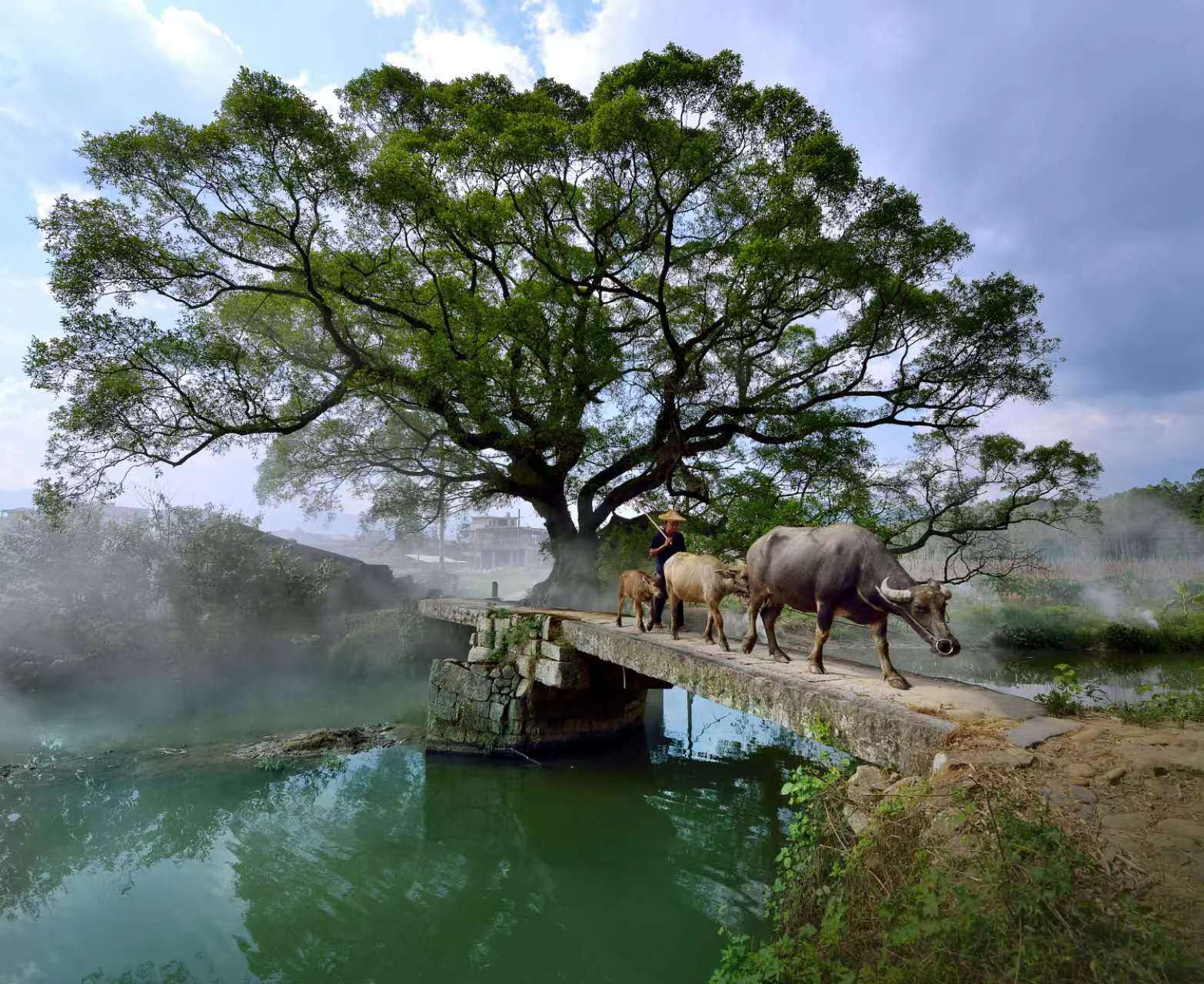 鹿鳴橋。(鄭紀(jì)人物處配圖) 張穎 攝