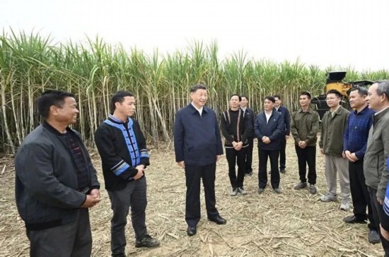 2023年12月14日，習(xí)近平總書記在廣西來賓市國家現(xiàn)代農(nóng)業(yè)產(chǎn)業(yè)園黃安優(yōu)質(zhì)“雙高”糖料蔗基地考察。