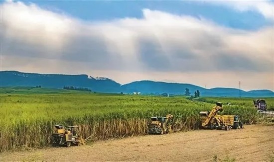 廣西來賓市興賓區(qū)鳳凰鎮(zhèn)黃安村“雙高”糖料蔗基地里，收割機(jī)手正在機(jī)械化砍收糖蔗。