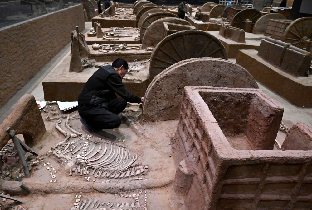 工作人員在殷墟博物館新館的展廳內(nèi)修復(fù)車馬遺跡（2月23日攝）。
