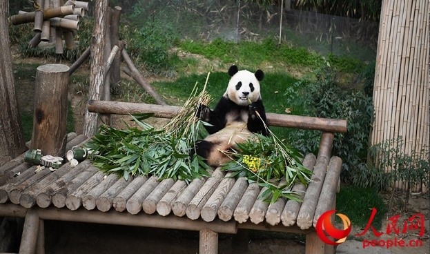 “福寶”享用新鮮的竹子。人民網(wǎng) 李帆攝