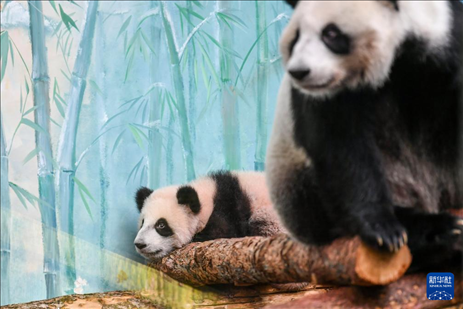 這是3月8日在俄羅斯莫斯科動物園拍攝的大熊貓“喀秋莎”（左）和媽媽“丁丁”。新華社記者 曹陽 攝