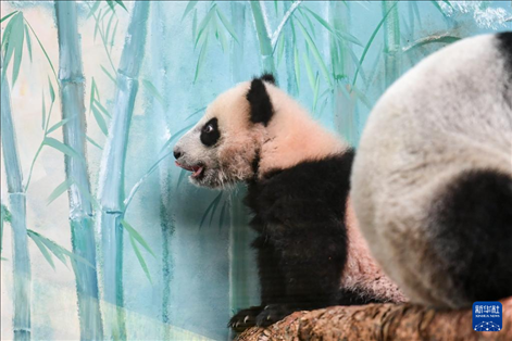 這是3月8日在俄羅斯莫斯科動物園拍攝的大熊貓“喀秋莎”。新華社記者 曹陽 攝