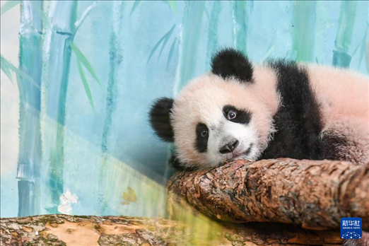 這是3月8日在俄羅斯莫斯科動物園拍攝的大熊貓“喀秋莎”。新華社記者 曹陽 攝