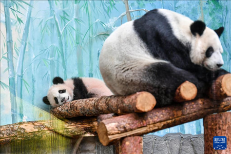 這是3月8日在俄羅斯莫斯科動物園拍攝的大熊貓“喀秋莎”（左）和媽媽“丁丁”。新華社記者 曹陽 攝