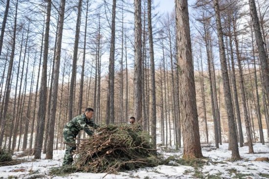 3月14日，在伊春森工集團(tuán)美溪林業(yè)局公司一處森林可持續(xù)經(jīng)營試點(diǎn)樣地，工作人員在整理林下剩余物。新華社記者 謝劍飛 攝