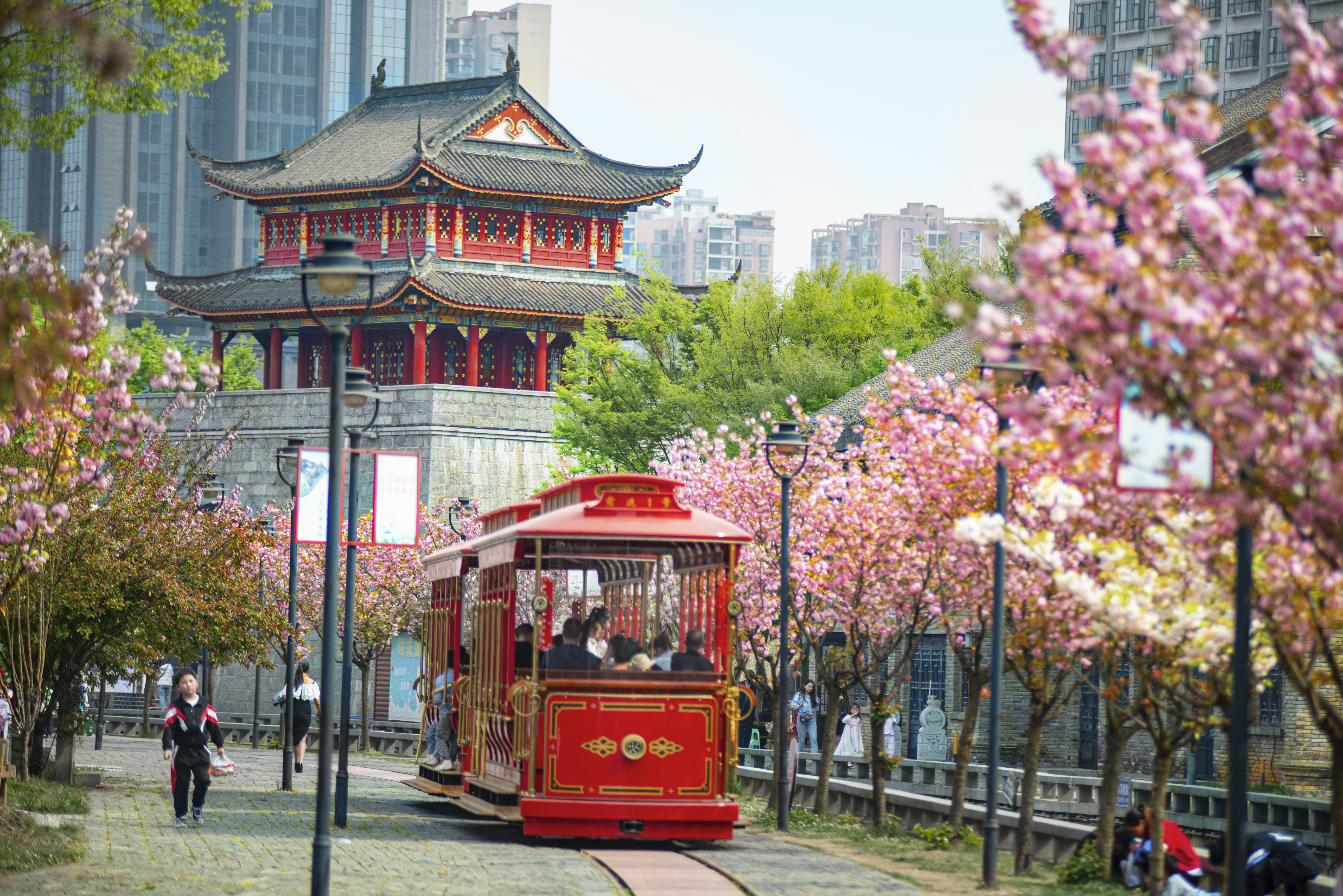 水城古鎮(zhèn)櫻花綻放，游客乘坐觀光小火車游覽美景。何育勇 攝