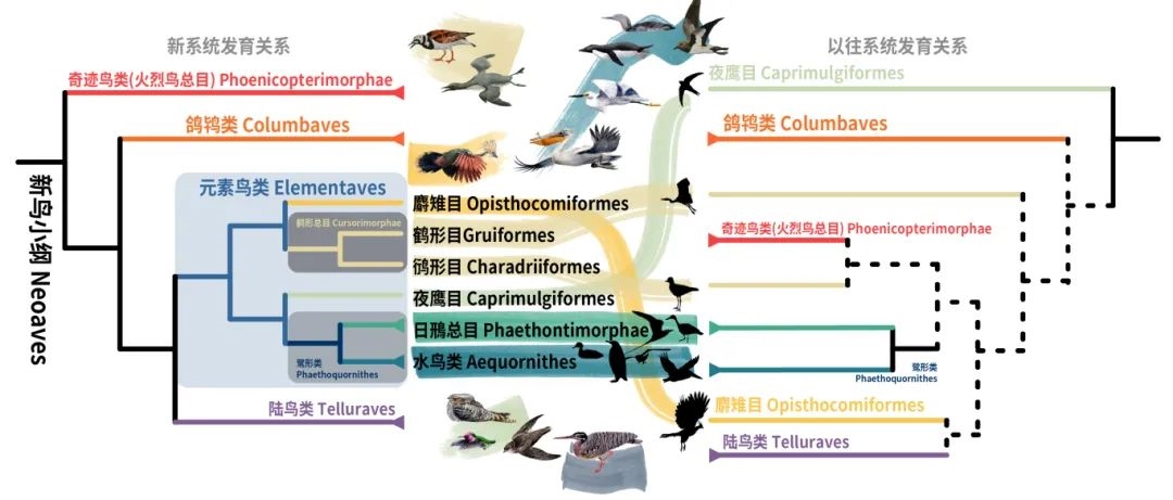 新鳥小綱主要類群的分類變動。浙江大學供圖