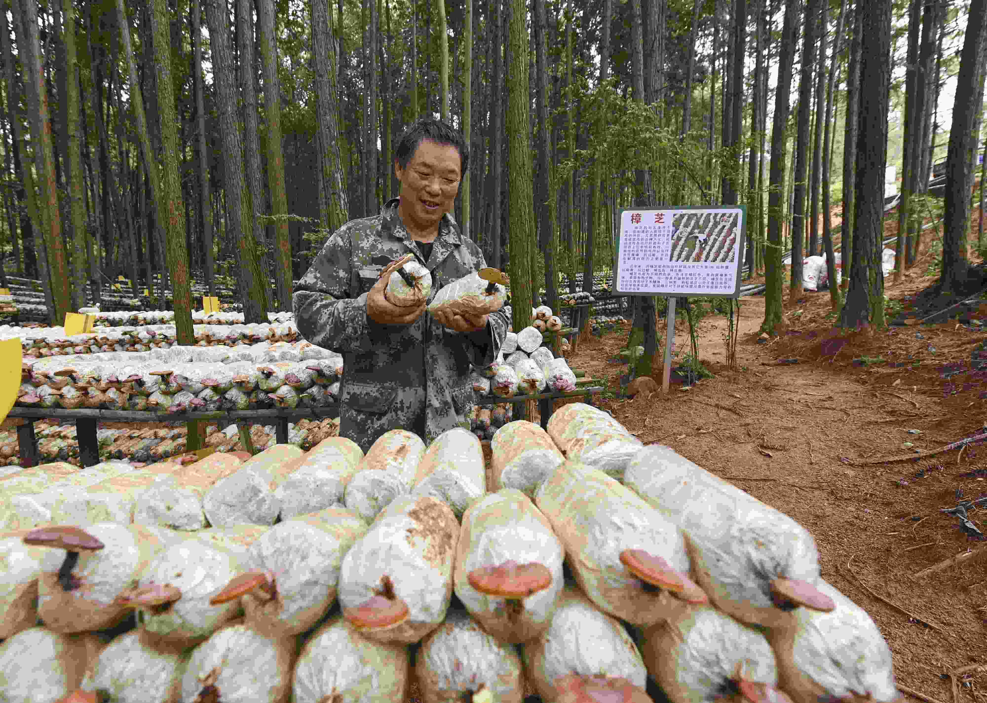 2023年9月21日，江西省撫州市，廣昌縣旴江生態(tài)公益林場(chǎng)，種植戶正在查看樟芝等食用菌的生長(zhǎng)情況。
