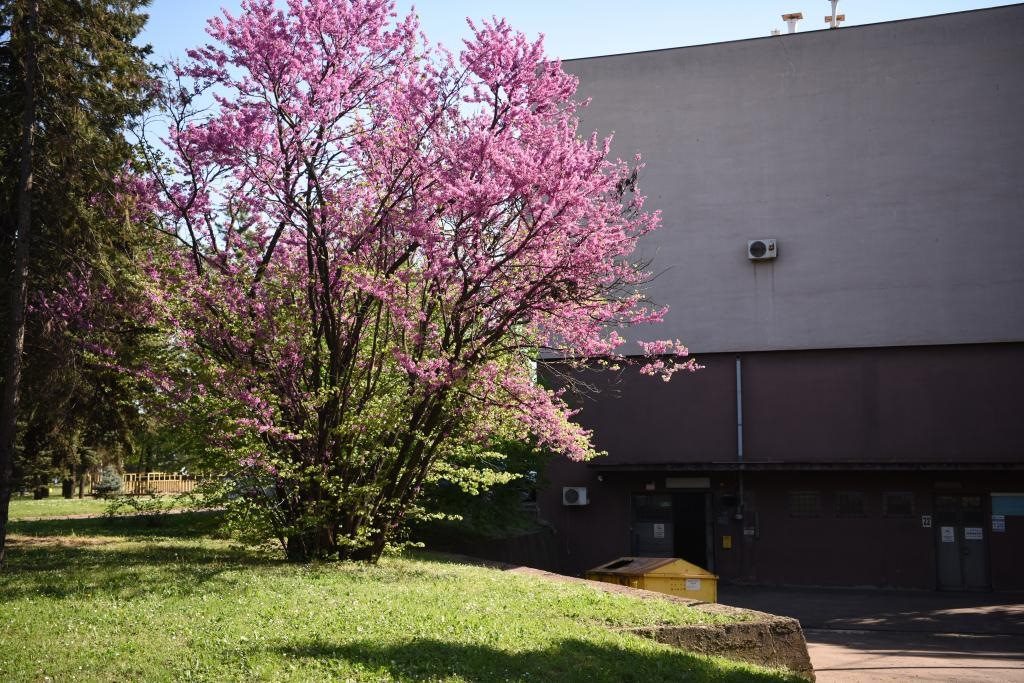 斯梅戴雷沃鋼廠里盛開的南歐紫荊花。