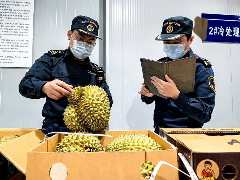 海關(guān)關(guān)員對中老鐵路裝載進(jìn)境榴蓮進(jìn)行查驗。黃中磊攝