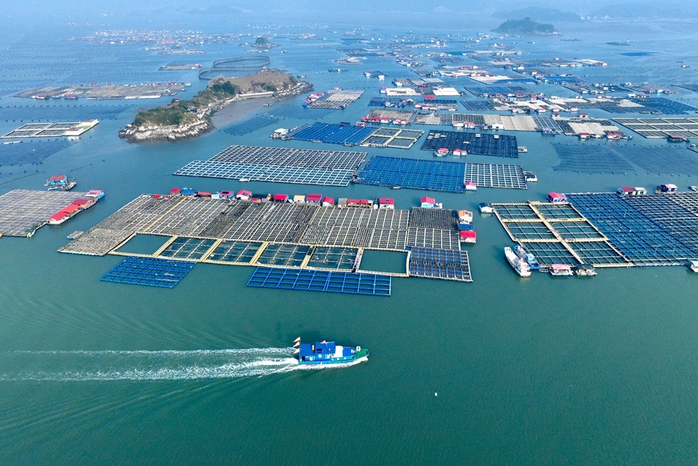 這是2024年1月11日拍攝的福建省寧德市霞浦縣海上養(yǎng)殖區(qū)（無人機(jī)照片）。新華社記者 姜克紅 攝
