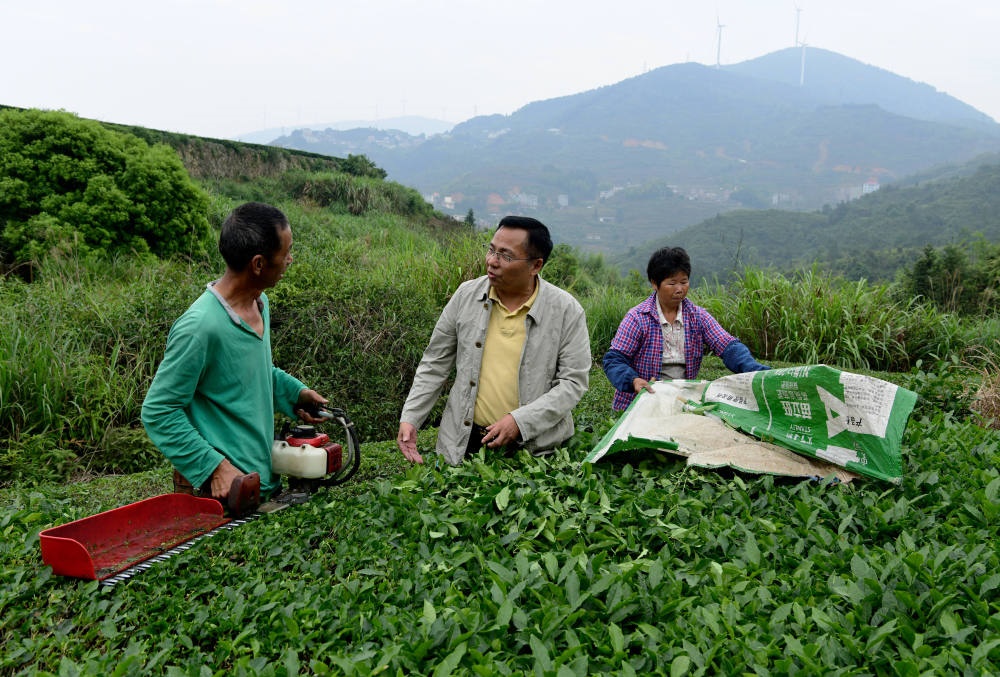 2024年5月9日，在福建省安溪縣西坪鎮(zhèn)珠洋村，科技特派員（中）在指導(dǎo)茶農(nóng)使用機(jī)器科學(xué)化采收茶葉。新華社記者 魏培全 攝