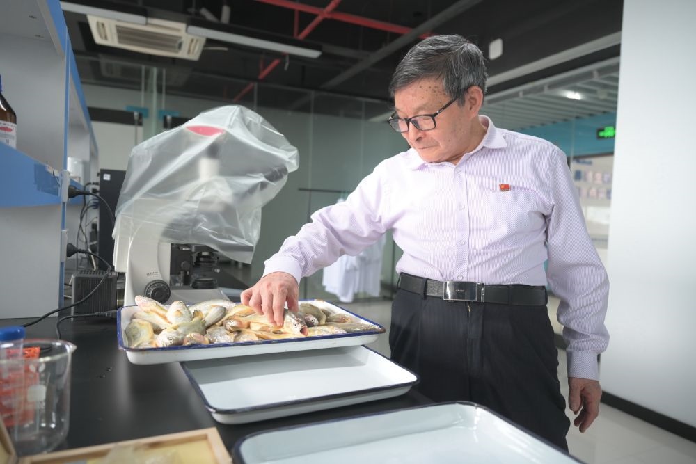 2024年5月8日，劉家富在位于福建省寧德市科技服務(wù)中心大樓的海水養(yǎng)殖生物育種全國重點(diǎn)實(shí)驗(yàn)室了解大黃魚的培育情況。新華社記者 林善傳 攝