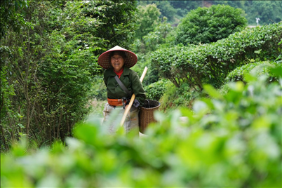 2024年4月24日，湖南省衡陽市耒陽市龍?zhí)伶?zhèn)江頭貢茶葉種植專業(yè)合作社，村民在茶山采摘茶葉，實現(xiàn)了家門口就業(yè)。