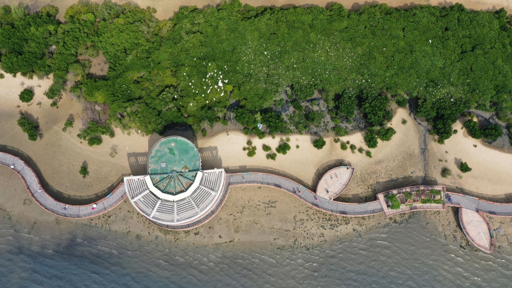 俯瞰廣東湛江市區(qū)海邊的紅樹林（2023年5月25日攝，無人機照片）。