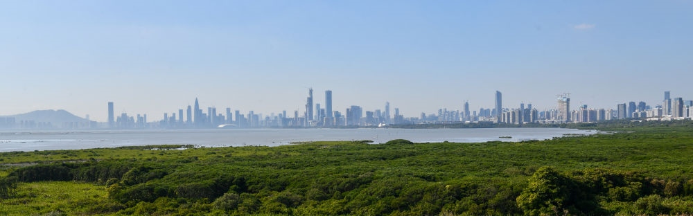  深圳福田紅樹林濕地（2024年1月19日攝）。在深圳，茂密的紅樹林東起新洲河口、西至深圳灣公園，懷抱城市中心區(qū)域，沿海岸線形成了長約6公里的“綠色長城”，為每年數(shù)以十萬計的候鳥留下彌足珍貴的國際遷徙通道。