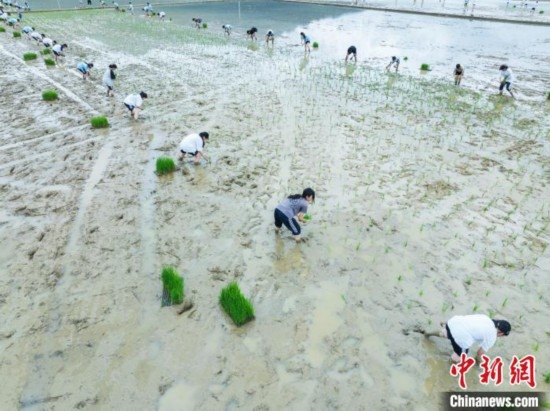 圖為5月21日，航拍綏陽(yáng)縣旺草中學(xué)學(xué)生在旺草萬(wàn)畝大壩體驗(yàn)插秧。唐哲 攝