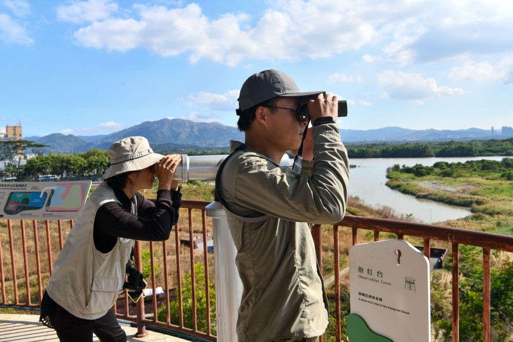  工作人員在深圳福田紅樹林濕地進行黑臉琵鷺種群數(shù)量調(diào)查（2024年1月19日攝）。