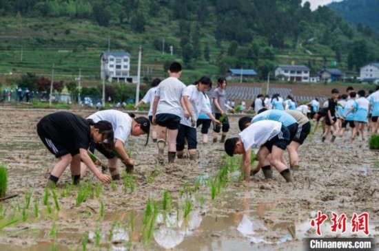 圖為5月21日，綏陽(yáng)縣旺草中學(xué)學(xué)生在旺草萬(wàn)畝大壩體驗(yàn)插秧。唐哲 攝