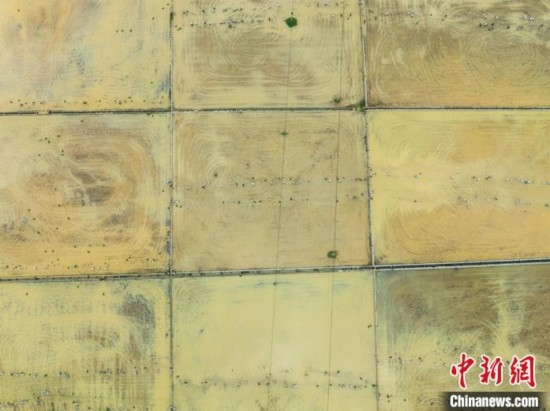 圖為5月21日，航拍綏陽(yáng)縣旺草中學(xué)學(xué)生在旺草萬(wàn)畝大壩體驗(yàn)插秧。唐哲 攝