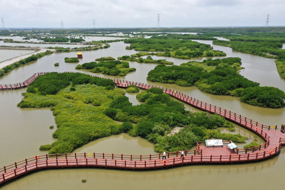 在廣東省湛江市金牛島拍攝的紅樹林（2023年5月25日攝，無人機照片）。