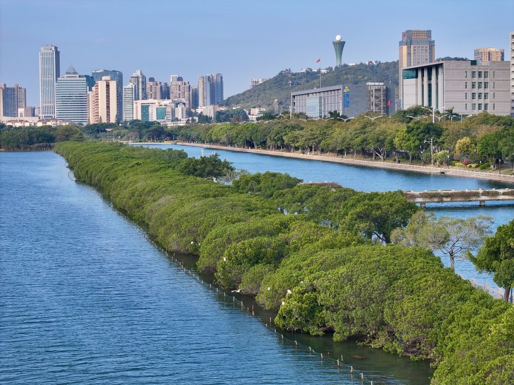 福建廈門筼筜湖紅樹林種植帶（2024年1月24日攝，無人機照片）。