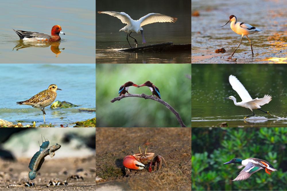  在深圳福田紅樹林濕地棲息或越冬的動物（廣東內(nèi)伶仃福田國家級自然保護區(qū)管理局供圖）。