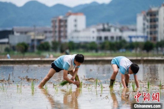 圖為5月21日，兩名學(xué)生在綏陽(yáng)縣旺草萬(wàn)畝大壩體驗(yàn)插秧。唐哲 攝