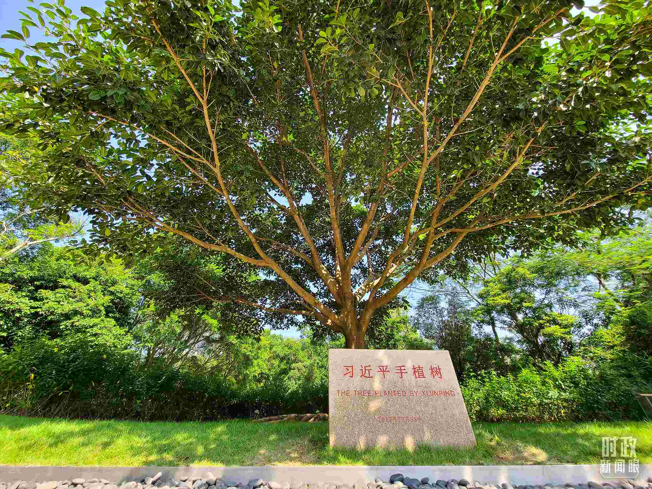 習近平2012年在深圳蓮花山公園種下的高山榕樹已枝繁葉茂。（總臺央視記者趙化拍攝）