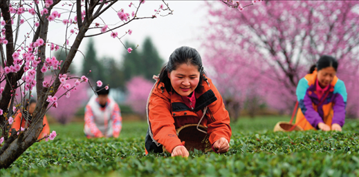茶農(nóng)和體驗采茶的游客在貴州省鳳岡縣永安鎮(zhèn)田壩社區(qū)生態(tài)茶園基地采摘春茶（2024 年 3 月 16 日攝）楊楹攝 / 本刊