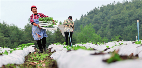 貴州省畢節(jié)市赫章縣平山鎮(zhèn)中山社區(qū)農(nóng)戶在田里搬運辣椒苗（2024 年 4 月 20 日攝）韓賢普攝 / 本刊