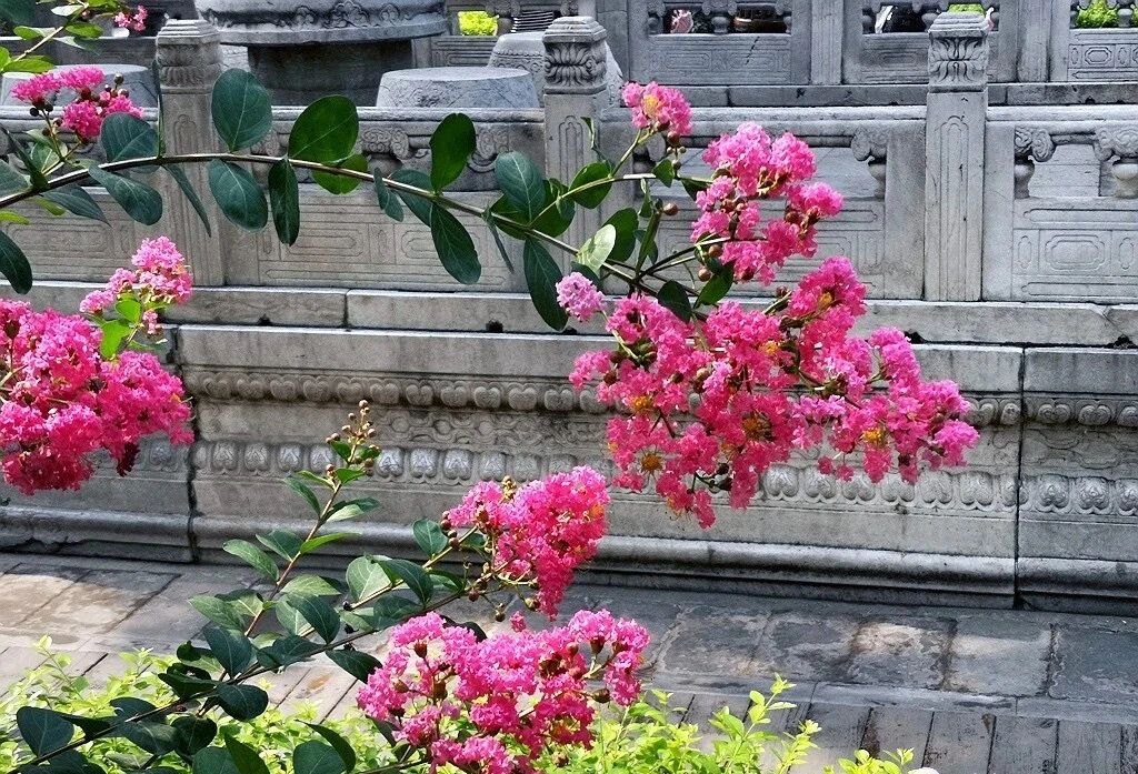 夏天的故宮一角。故宮博物院供圖