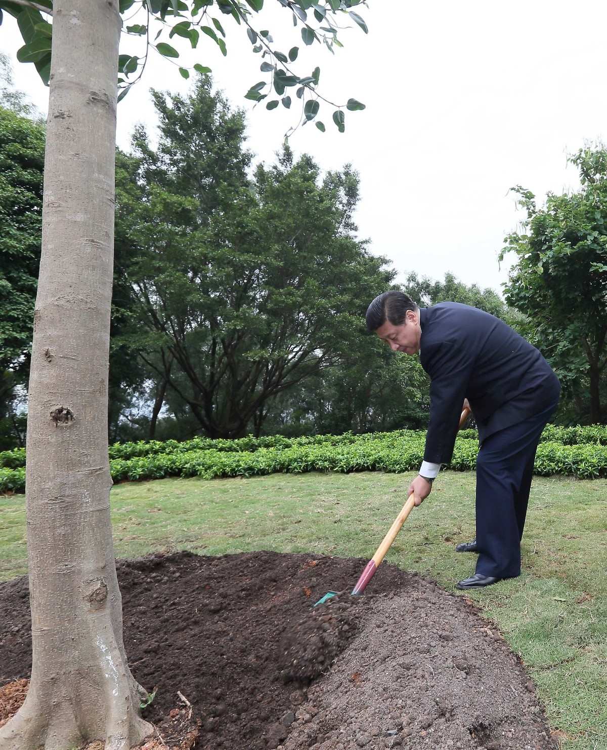 2012年12月8日，習(xí)近平在深圳蓮花山公園種下一棵高山榕樹。