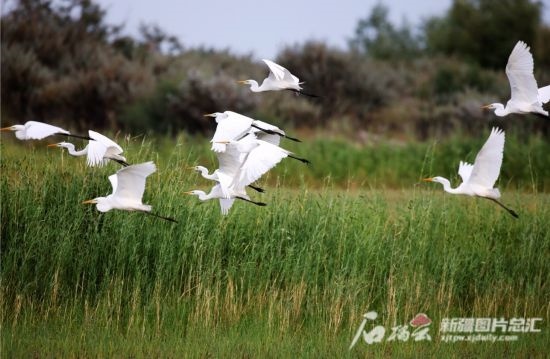成群的白鷺在阿勒泰科克蘇濕地國家級(jí)自然保護(hù)區(qū)飛翔。新疆石榴云 阿爾達(dá)克·拜斯汗攝
