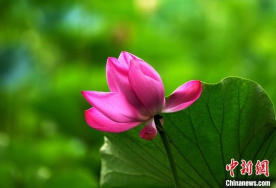 6月19日，時值一年畢業(yè)季，四川大學(xué)望江校區(qū)荷花池里的荷花盛開，成為了畢業(yè)生們的打卡圣地，吸引了眾多畢業(yè)生拍照留念。圖為盛開的荷花。中新社記者 安源 攝