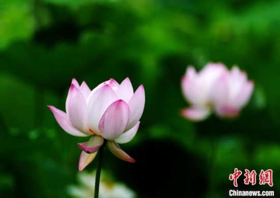 6月19日，時值一年畢業(yè)季，四川大學(xué)望江校區(qū)荷花池里的荷花盛開，成為了畢業(yè)生們的打卡圣地，吸引了眾多畢業(yè)生拍照留念。圖為盛開的荷花。中新社記者 安源 攝