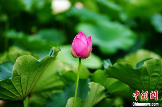 6月19日，時值一年畢業(yè)季，四川大學(xué)望江校區(qū)荷花池里的荷花盛開，成為了畢業(yè)生們的打卡圣地，吸引了眾多畢業(yè)生拍照留念。圖為含苞待放的荷花。中新社記者 安源 攝
