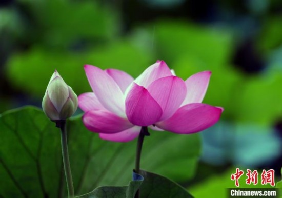 6月19日，時值一年畢業(yè)季，四川大學(xué)望江校區(qū)荷花池里的荷花盛開，成為了畢業(yè)生們的打卡圣地，吸引了眾多畢業(yè)生拍照留念。圖為盛開的荷花。中新社記者 安源 攝