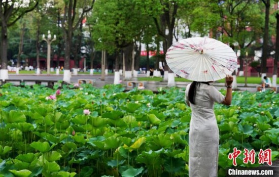6月19日，時值一年畢業(yè)季，四川大學(xué)望江校區(qū)荷花池里的荷花盛開，成為了畢業(yè)生們的打卡圣地，吸引了眾多畢業(yè)生拍照留念。圖為畢業(yè)生在荷花池邊拍照留念。中新社記者 安源 攝
