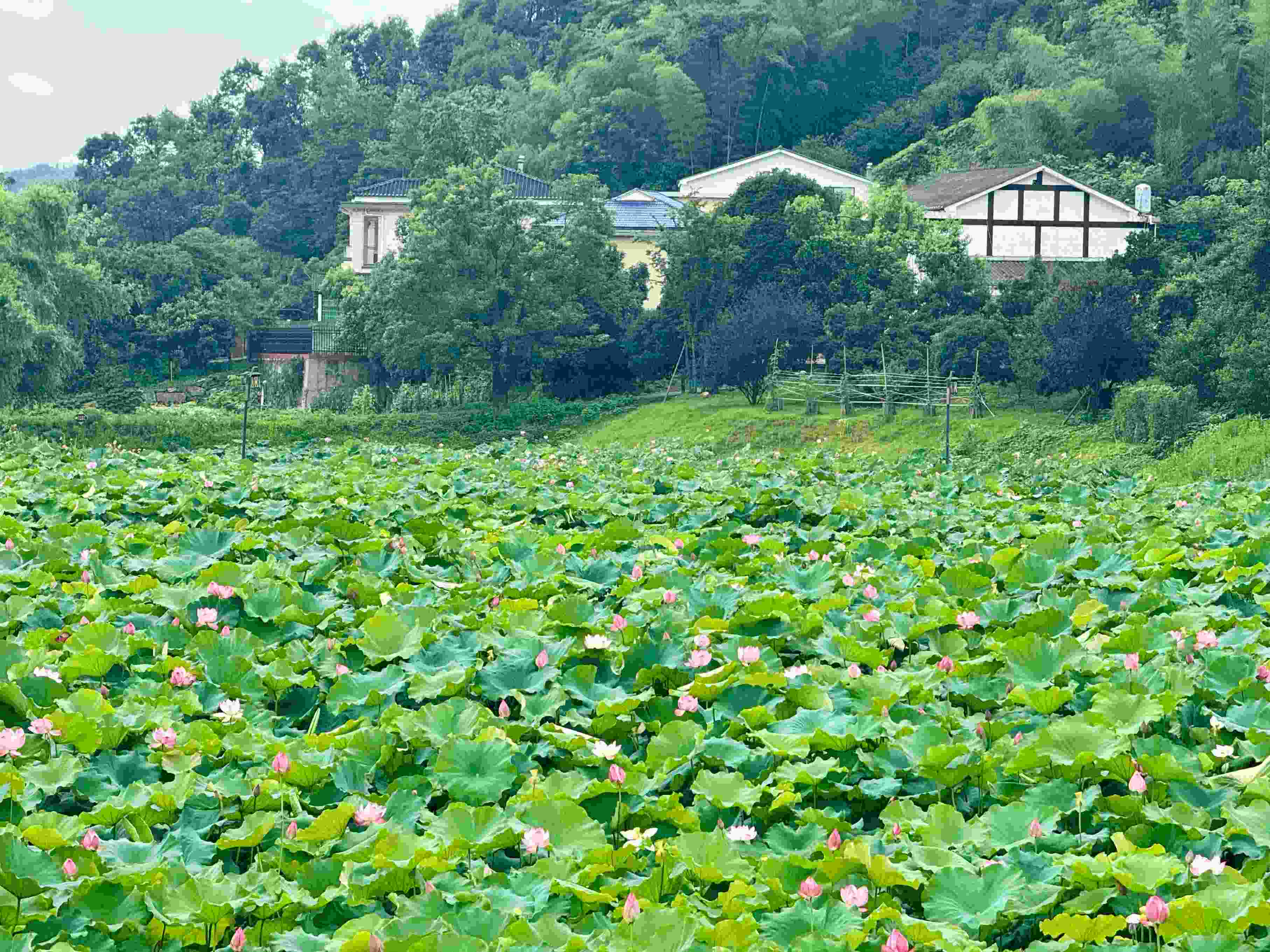 在湖南省益陽市清溪村，滿池荷花競相綻放。人民網(wǎng)記者 劉微攝