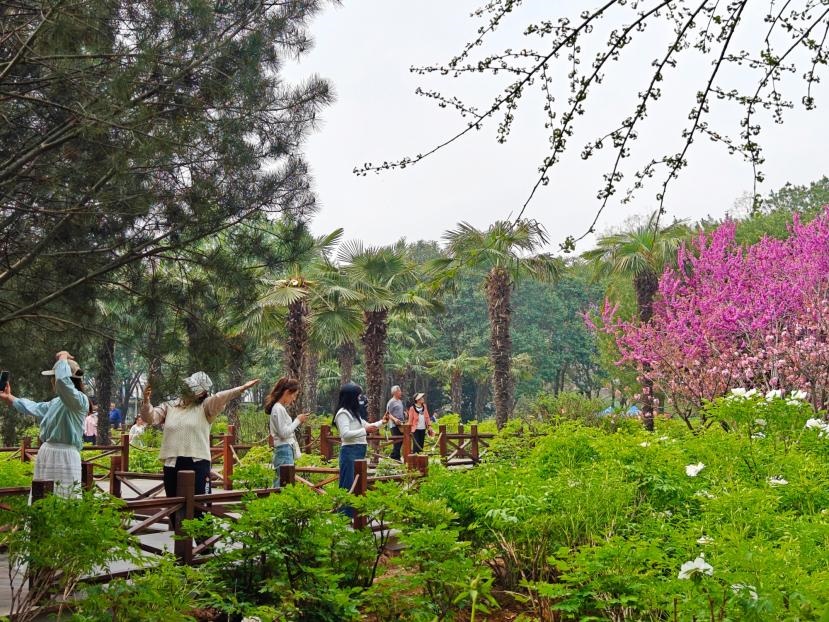 在河南省洛陽市中國國花園，游客漫步花海、自拍留念。人民網(wǎng) 王雅蝶攝