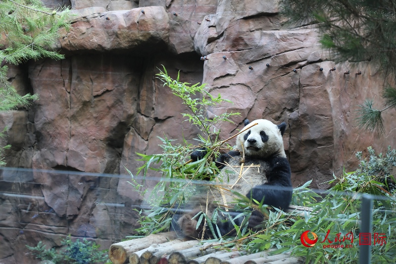 2、“云川”和“鑫寶”落戶圣迭戈動(dòng)物園，開(kāi)啟了新一輪中美大熊貓保護(hù)合作。 人民網(wǎng)記者 李志偉攝 (1)