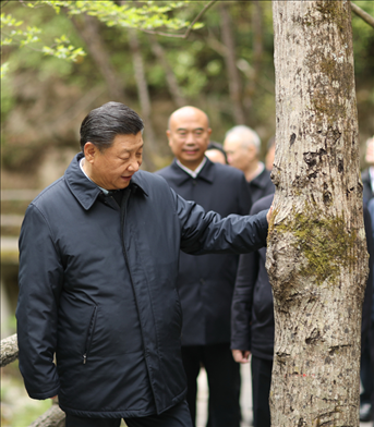 2020年4月，習近平總書記來到位于商洛市柞水縣的秦嶺牛背梁國家級自然保護區(qū)，考察秦嶺生態(tài)保護情況。新華社記者 鞠鵬 攝